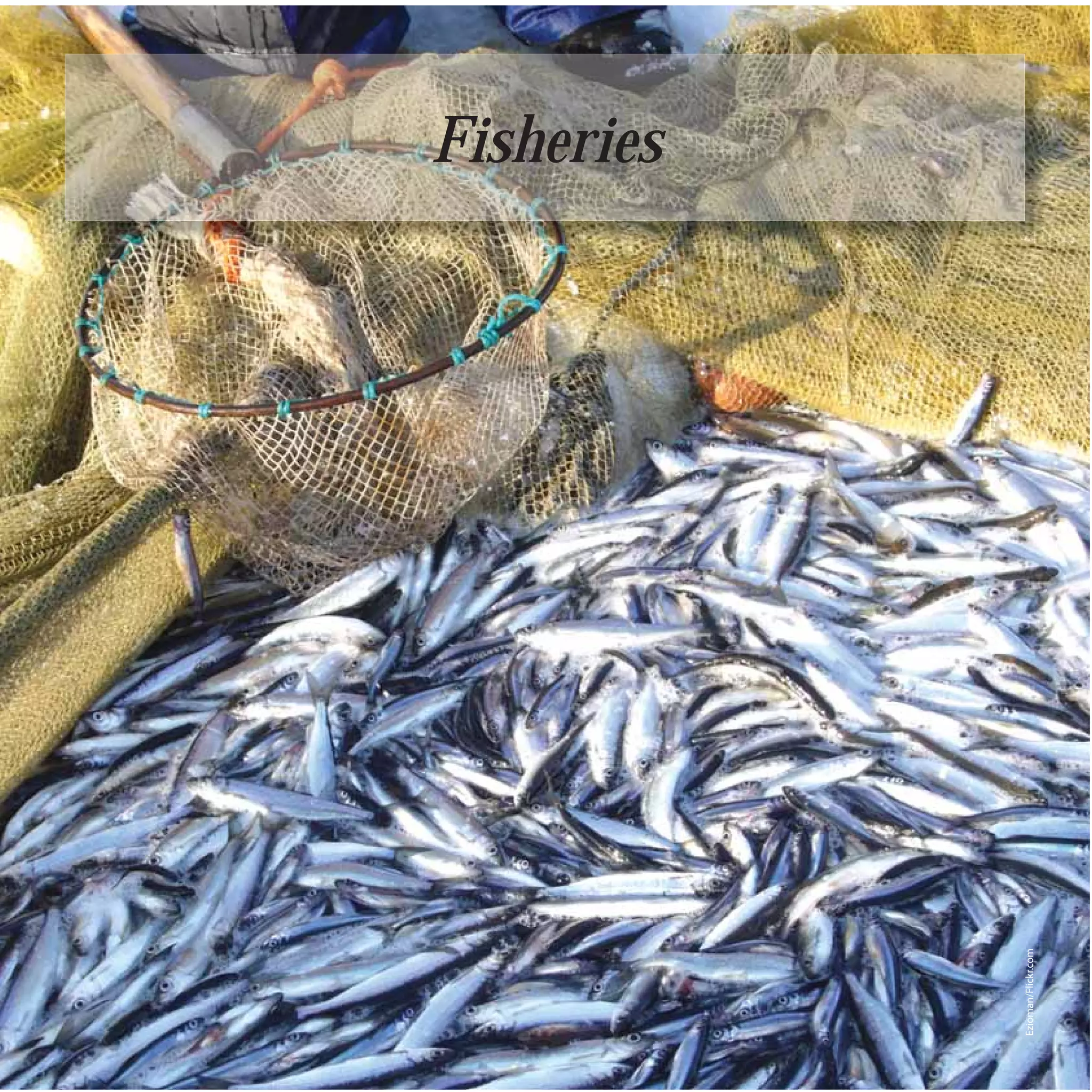 68
                          Fisheries




     Ezioman/Flickr.com
 