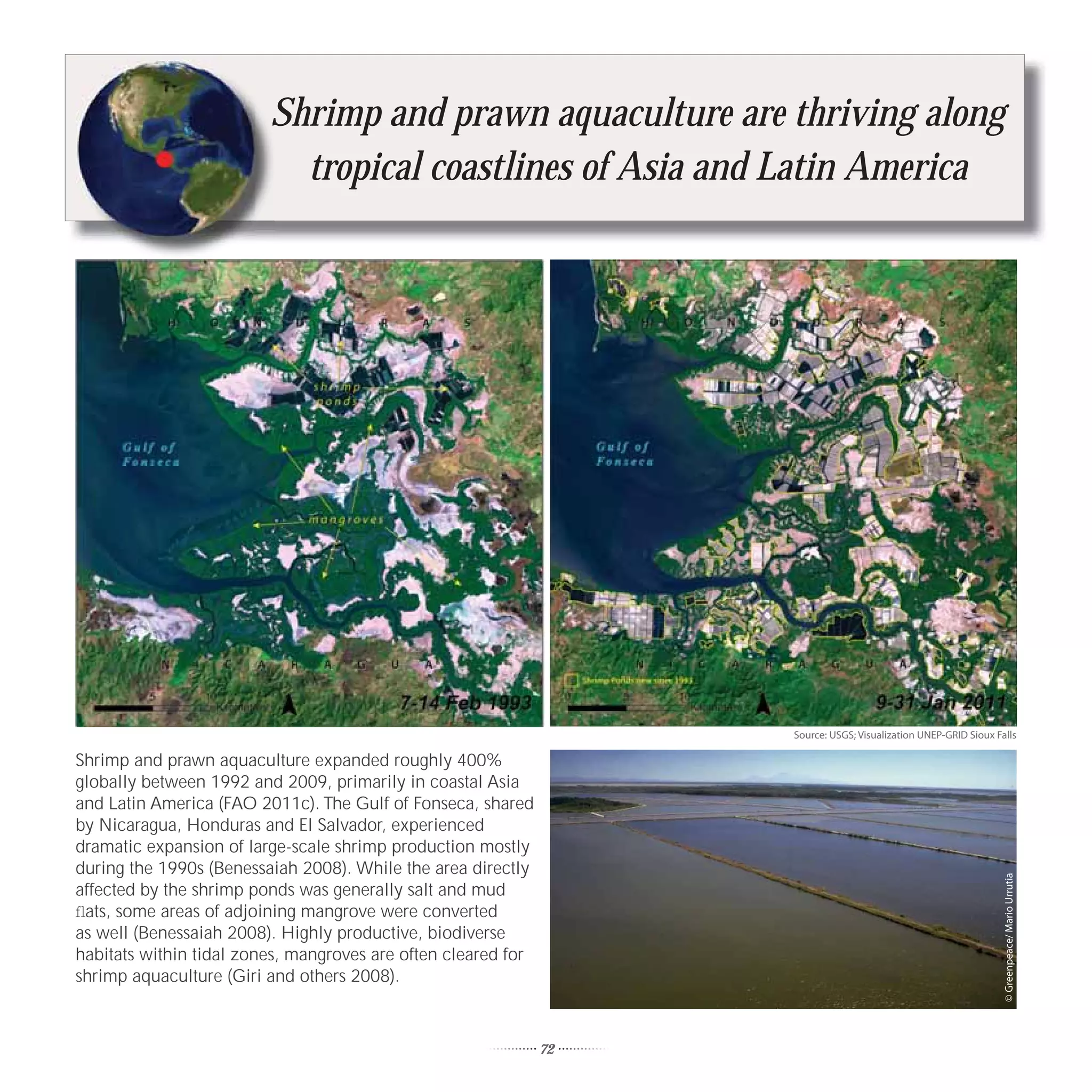 S
                         Shrimp and prawn aquaculture are thriving along
                           tropical coastlines of Asia and Latin America




                                                                    Source: USGS; Visualization UNEP-GRID Sioux Falls

Shrimp and prawn aquaculture expanded roughly 400%
globally between 1992 and 2009, primarily in coastal Asia
and Latin America (FAO 2011c). The Gulf of Fonseca, shared
by Nicaragua, Honduras and El Salvador, experienced
dramatic expansion of large-scale shrimp production mostly
during the 1990s (Benessaiah 2008). While the area directly




                                                                                                                  © Greenpeace/ Mario Urrutia
affected by the shrimp ponds was generally salt and mud
ﬂats, some areas of adjoining mangrove were converted
as well (Benessaiah 2008). Highly productive, biodiverse
habitats within tidal zones, mangroves are often cleared for
shrimp aquaculture (Giri and others 2008).



                                                               72
 