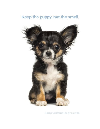 Keep the puppy, not the smell