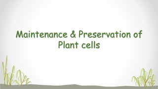 Maintenance & Preservation of
Plant cells
 