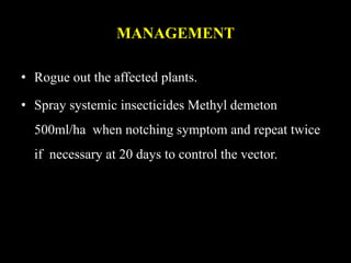 Mottle streak virus of ragi | PPTX