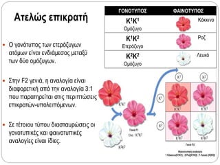 Ατελώς επικρατή
 Ο γονότυπος των ετερόζυγων
ατόμων είναι ενδιάμεσος μεταξύ
των δύο ομόζυγων.
 Στην F2 γενιά, η αναλογία είναι
διαφορετική από την αναλογία 3:1
που παρατηρείται στις περιπτώσεις
επικρατών-υπολειπόμενων.
 Σε τέτοιου τύπου διασταυρώσεις οι
γονοτυπικές και φαινοτυπικές
αναλογίες είναι ίδιες.
ΓΟΝΟΤΥΠΟΣ ΦΑΙΝΟΤΥΠΟΣ
Κ1Κ1
Ομόζυγο
Κόκκινο
Κ1Κ2
Ετερόζυγο
Ροζ
Κ2Κ2
Ομόζυγο
Λευκό
 