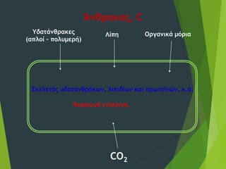 Άνθρακας, C
Σκελετός υδατανθράκων, λιπιδίων και πρωτεϊνών, κ.ά.
Υδατάνθρακες
(απλοί – πολυμερή)
Λίπη Οργανικά μόρια
CO2
Παραγωγή ενέργειας
 