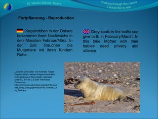 Kegelrobbe - grey seal