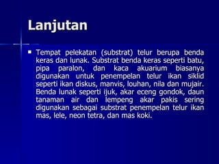 Lanjutan Tempat pelekatan (substrat) telur berupa benda keras dan lunak. Substrat benda keras seperti batu, pipa paralon, dan kaca akuarium biasanya digunakan untuk penempelan telur ikan siklid seperti ikan diskus, manvis, louhan, nila dan mujair. Benda lunak seperti ijuk, akar eceng gondok, daun tanaman air dan lempeng akar pakis sering digunakan sebagai substrat penempelan telur ikan mas, lele, neon tetra, dan mas koki. 