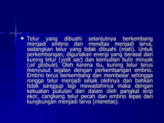 Telur yang dibuahi selanjutnya berkembang menjadi embrio dan menetas menjadi larva, sedangkan telur yang tidak dibuahi (mati). Untuk perkembangan, digunakan energi yang berasal dari kuning telur ( yolk sac ) dan kemudian butir minyak ( oil globule ). Oleh karena itu, kuning telur terus menyusut sejalan dengan perkembangan embrio. Embrio terus berkembang dan membesar sehingga rongga telur menjadi sesak olehnya dan bahkan tidak sanggup lagi mewadahinya maka dengan kekuatan pukulan dari dalam oleh pangkal sirip ekor, cangkang telur pecah dan embrio lepas dari kungkungan menjadi larva (menetas).  