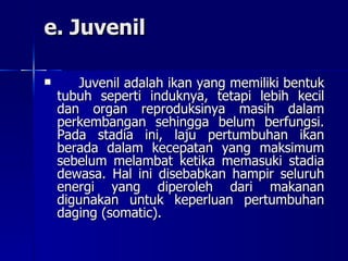 e. Juvenil Juvenil adalah ikan yang memiliki bentuk tubuh seperti induknya, tetapi lebih kecil dan organ reproduksinya masih dalam perkembangan sehingga belum berfungsi. Pada stadia ini, laju pertumbuhan ikan berada dalam kecepatan yang maksimum sebelum melambat ketika memasuki stadia dewasa. Hal ini disebabkan hampir seluruh energi yang diperoleh dari makanan digunakan untuk keperluan pertumbuhan daging (somatic). 