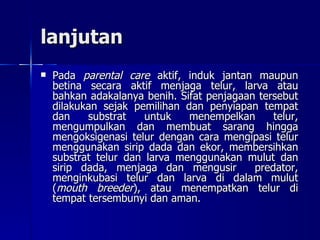 lanjutan Pada  parental care  aktif, induk jantan maupun betina secara aktif menjaga telur, larva atau bahkan adakalanya benih. Sifat penjagaan tersebut dilakukan sejak pemilihan dan penyiapan tempat dan substrat untuk menempelkan telur, mengumpulkan dan membuat sarang hingga mengoksigenasi telur dengan cara mengipasi telur menggunakan sirip dada dan ekor, membersihkan substrat telur dan larva menggunakan mulut dan sirip dada, menjaga dan mengusir  predator, menginkubasi telur dan larva di dalam mulut ( mouth breeder ), atau menempatkan telur di tempat tersembunyi dan aman.  