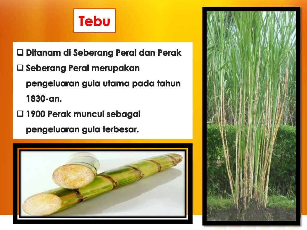 Kegiatan Pertanian Dagangan