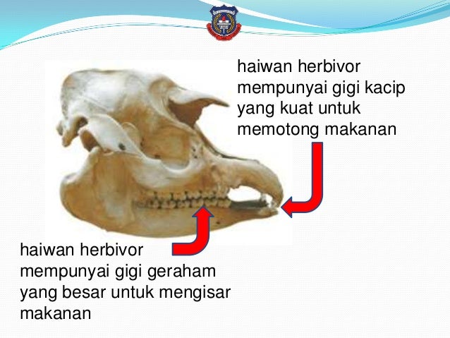 Kegigian haiwan sains tahun 3