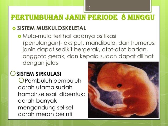 Kehamilan