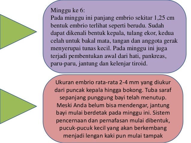 Kehamilan