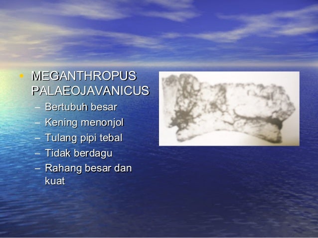 Kehidupan awal masyarakat di indonesia