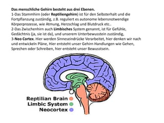 Das menschliche Gehirn besteht aus drei Ebenen.
1-Das Stammhirn (oder Reptiliengehirn) ist für den Selbsterhalt und die
Fortpflanzung zuständig, z.B. reguliert es autonome lebensnotwendige
Körperprozesse, wie Atmung, Herzschlag und Blutdruck etc..
2-Das Zwischenhirn auch Limbisches System genannt, ist für Gefühle,
Gedächtnis (ja, sie ist da), und unserem Unterbewusstein zuständig,
3-Neo Cortex. Hier werden Sinneseindrücke Verarbeitet, hier denken wir nach
und entwickeln Pläne, Hier entsteht unser Gehirn Handlungen wie Gehen,
Sprechen oder Schreiben, hier entsteht unser Bewusstsein.
 