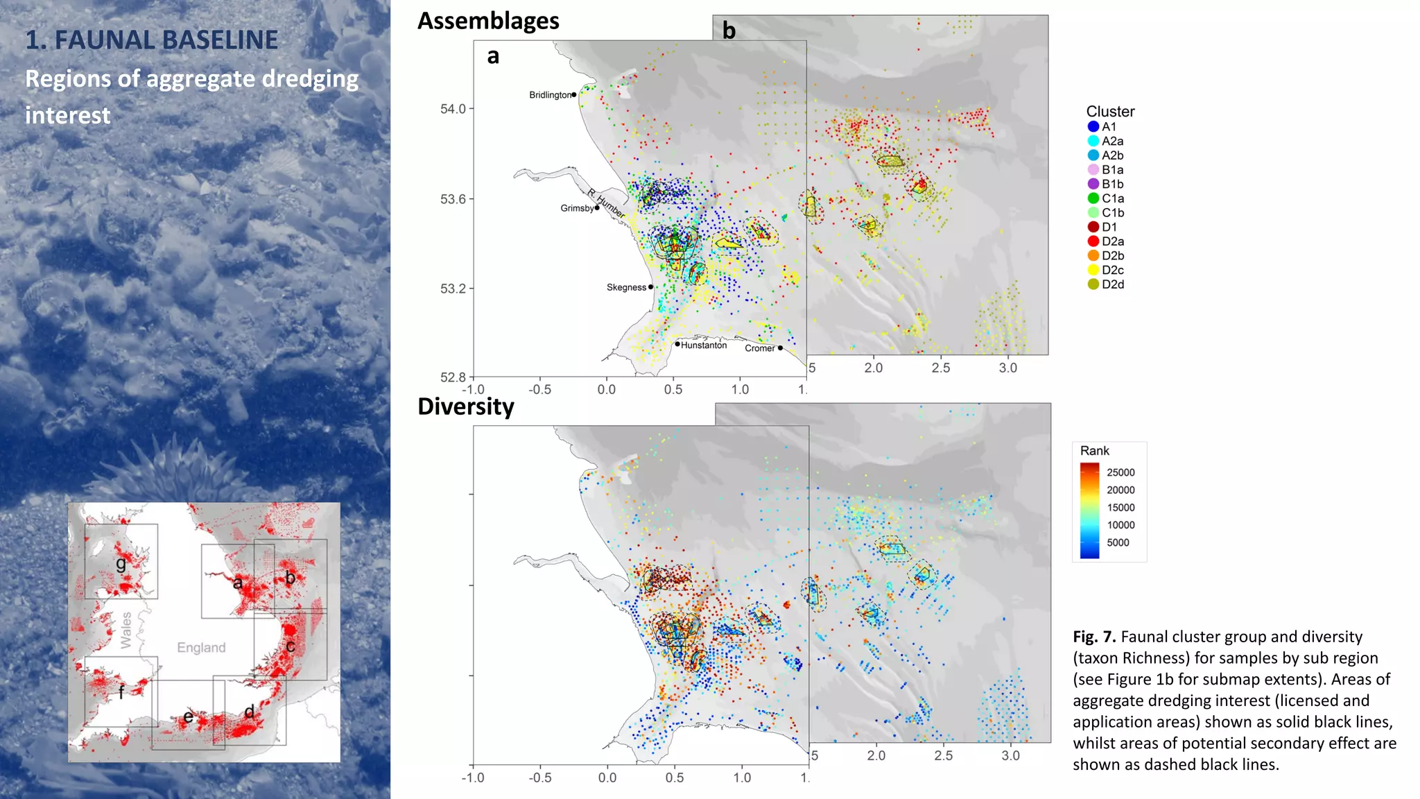 1. FAUNAL BASELINE
Regions of aggregate dredging
interest
Assemblages
Diversity
a
b
Fig. 7. Faunal cluster group and diversity
(taxon Richness) for samples by sub region
(see Figure 1b for submap extents). Areas of
aggregate dredging interest (licensed and
application areas) shown as solid black lines,
whilst areas of potential secondary effect are
shown as dashed black lines.
 