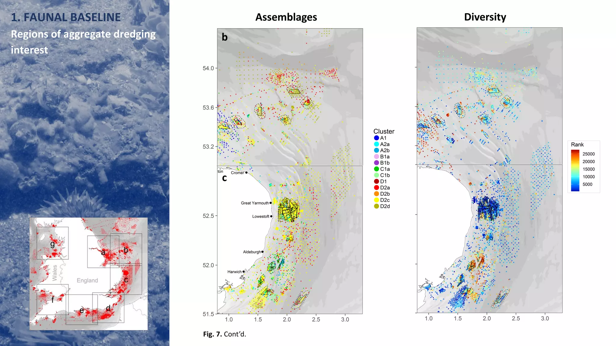 Assemblages Diversity
b
c
Fig. 7. Cont’d.
1. FAUNAL BASELINE
Regions of aggregate dredging
interest
 