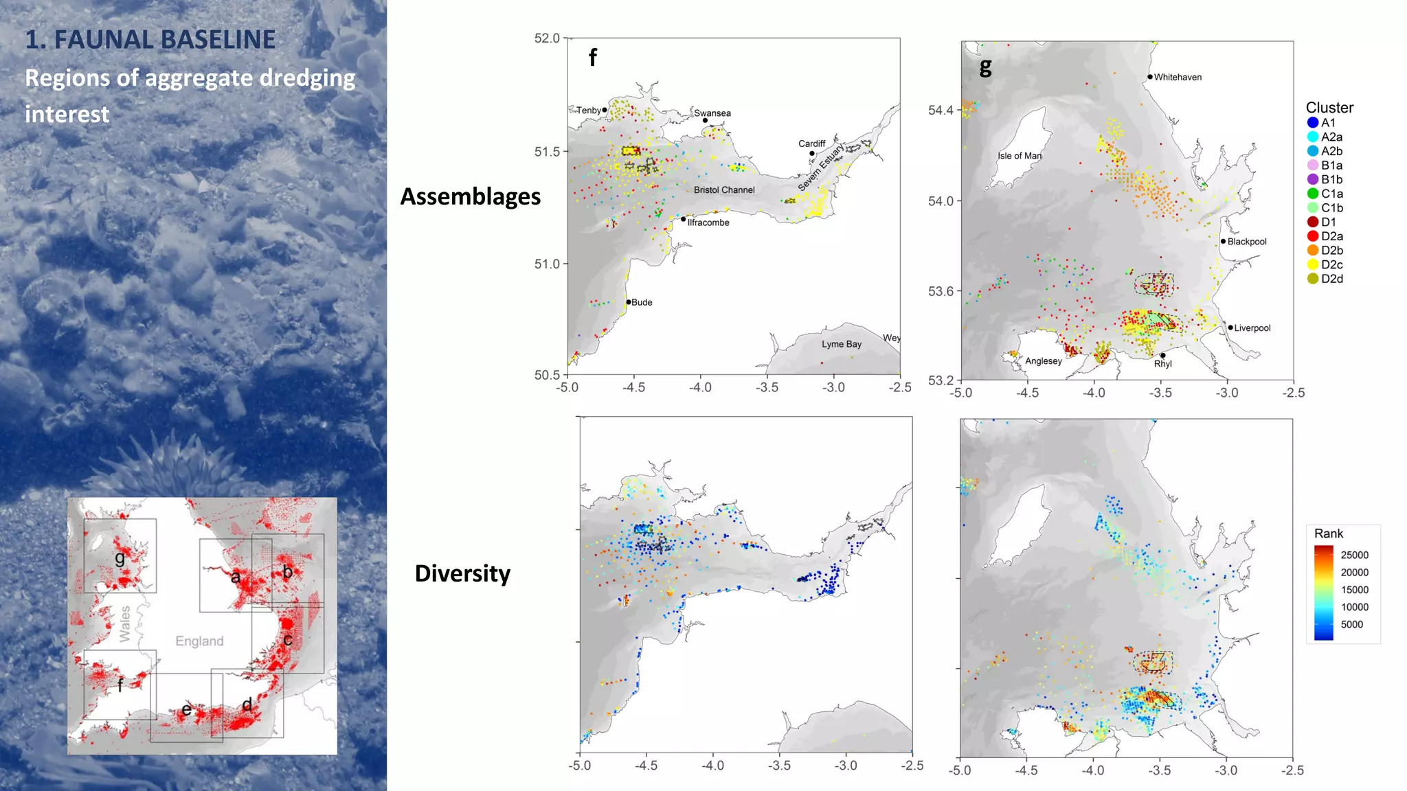 A
Assemblages
Diversity
Fig. 8. Cont’d
f g
1. FAUNAL BASELINE
Regions of aggregate dredging
interest
 