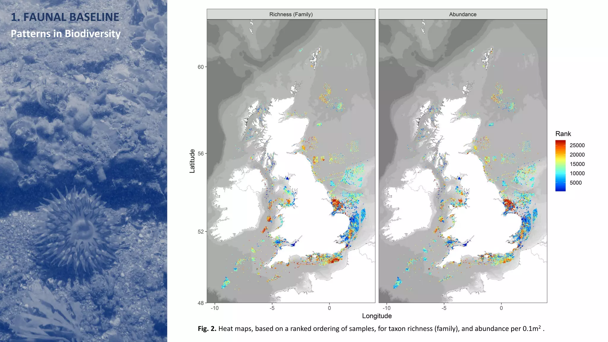 Fig. 2. Heat maps, based on a ranked ordering of samples, for taxon richness (family), and abundance per 0.1m2 .
1. FAUNAL BASELINE
Patterns in Biodiversity
 
