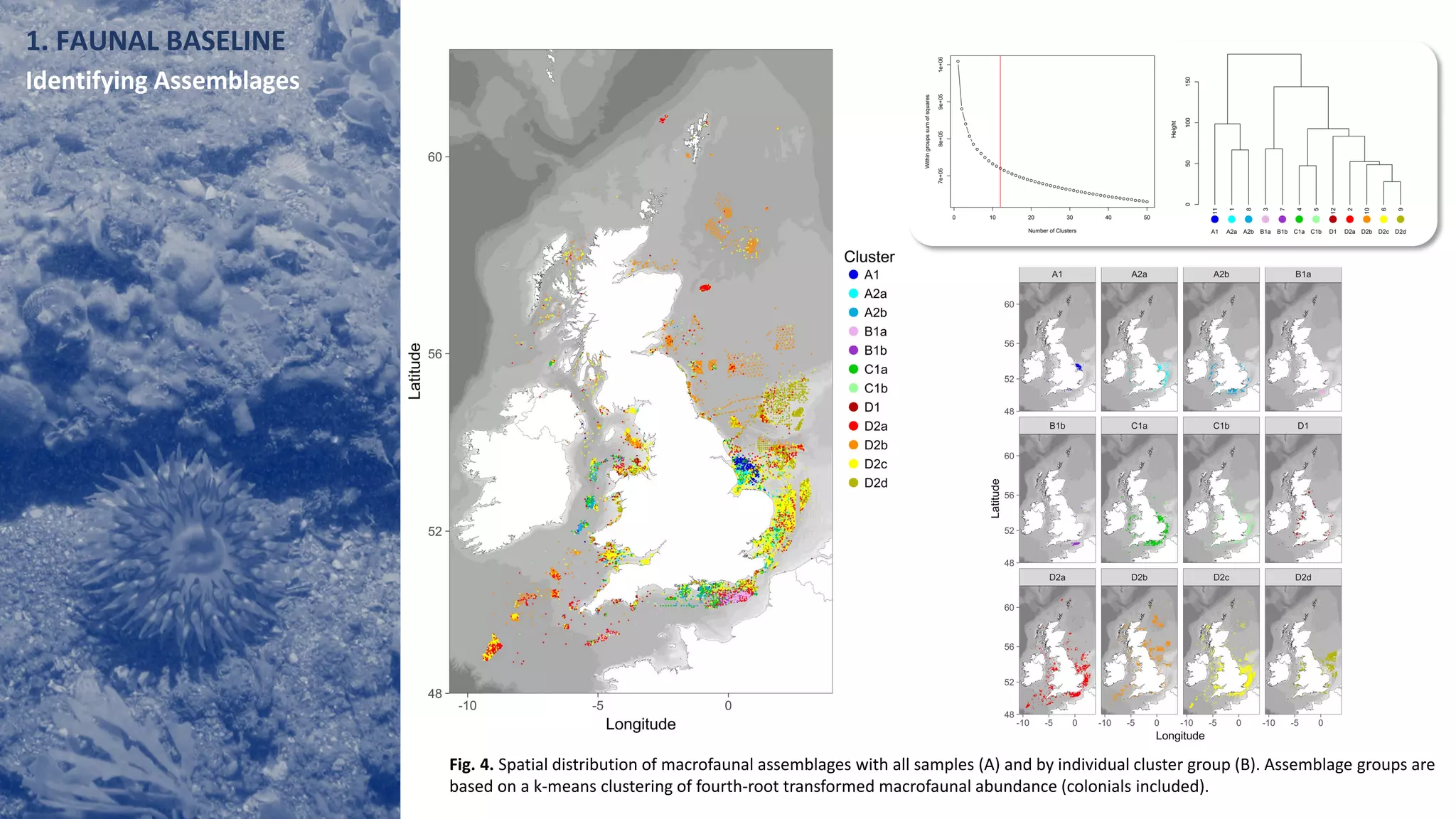 Fig. 4. Spatial distribution of macrofaunal assemblages with all samples (A) and by individual cluster group (B). Assemblage groups are
based on a k-means clustering of fourth-root transformed macrofaunal abundance (colonials included).
1. FAUNAL BASELINE
Identifying Assemblages
 