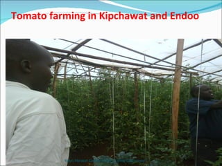 Tomato farming in Kipchawat and Endoo Keiyo Maraket County-Home of great Champions! 