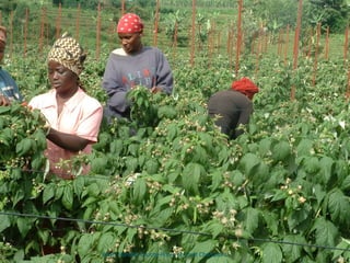 Keiyo Maraket County-Home of great Champions! 