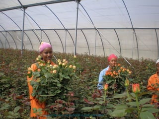 Keiyo Maraket County-Home of great Champions! 