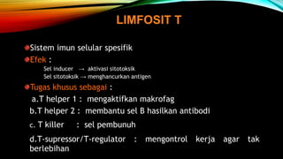 LIMFOSIT T 
Sistem imun selular spesifik 
Efek : 
Sel inducer → aktivasi sitotoksik 
Sel sitotoksik → menghancurkan antigen 
Tugas khusus sebagai : 
a.T helper 1 : mengaktifkan makrofag 
b.T helper 2 : membantu sel B hasilkan antibodi 
c. T killer : sel pembunuh 
d.T-supressor/T-regulator : mengontrol kerja agar tak 
berlebihan 
 