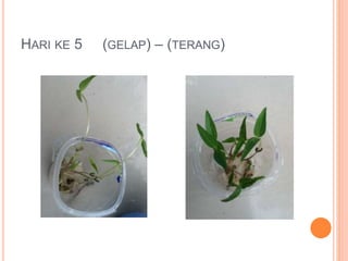 Kel. 2 pengaruh intensitas cahaya terhadap pertumbuhan dan perkembangan