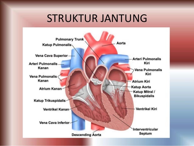 Sistem Sirkulasi Manusia