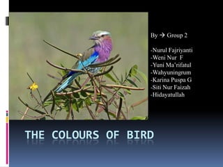 THE COLOURS OF BIRD
By  Group 2
-Nurul Fajriyanti
-Weni Nur F
-Yuni Ma’rifatul
-Wahyuningrum
-Karina Puspa G
-Siti Nur Faizah
-Hidayatullah
 