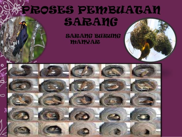 Kel Iv Sarang Embryo