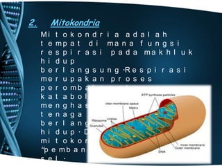 2.

Mitokondria
Mi t o k o n d r i a a d a l a h
t e mp a t d i ma n a f u n g s i
r e s p i r a s i p a d a ma k h l u k
h i d u p
b e r l a n g s u n g .R e s p i r a s i
me r u p a k a n p r o s e s
p e r o mb a k a n a t a u
k a t a b o l i s me u n t u k
me n g h a s i l k a n e n e r g i a t a u
t e n a g a b a g i
b e r l a n g s u n g n y a p r o s e s
h i d u p . D e n g a n d e mi k i a n ,
mi t o k o n d r i a a d a l a h
"p e m b a n g k i t t e n a g a " b a g i
s e l .

 