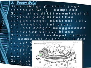 • 3. Badan Golgi
Ba
a p
Go
o r
d e
d a
d i
mi
Or
d i
b a
t u
f u
g i
me
Go
t u

d a n G o l g i (d i s e b u t j u g a
a r a t u s G o l g i , k o mp l e k s
l g i a t a u d i k t i o s o m) a d a l a h
g a n e l y a n g d i k a i t k a n
n g a n f u n g s i e k s k r e s i s e l ,
n s t r u k t u r i n i d a p a t
l i h a t d e n g a n me n g g u n a k a n
k r o s k o p c a h a y a b i a s a .
g a n e l i n i t e r d a p a t h a mp i r
s e mu a s e l e u k a r i o t i k d a n
n y a k d i j u mp a i p a d a o r g a n
b u h y a n g me l a k s a n a k a n
n g s i e k s k r e s i , mi s a l n y a
n j a l . Se t i a p s e l h e wa n
m i l i k i 10 h i n g g a 20 b a d a n
l g i , s e d a n g k a n s e l
mb u h a n me mi l i k i h i n g g a

 
