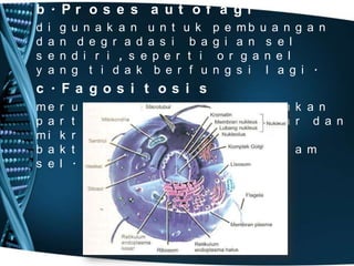 b. Pr os e s a ut of a gi
d
d
s
y

i
a
e
a

g
n
n
n

u n a k a n u n t u k
d e g r a d a s i b a
d i r i , s e p e r t i
g t i d a k b e r f u

p e mb u a n g a n
g i a n s e l
o r g a n e l
n g s i l a g i .

c . Fa gos i t os i s
me
p a
mi
b a
s e

r
r
k
k
l

u
t
r
t
.

p
i
o
e

a
k
o
r

k
e
r
i

a n p r o s e s p e ma s u k a n
l b e r u k u r a n b e s a r d a n
g a n i s me s e p e r t i
d a n v i r u s k e d a l a m

 