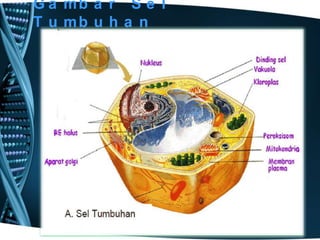 G a mb a r S e l
T u mb u h a n

 