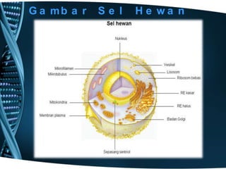 G a mb a r

Se l

He wa n

 