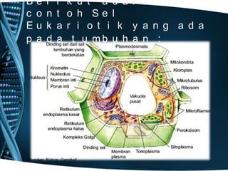 B
c
E
p

e
o
u
a

r
n
k
d

i
t
a
a

k u t a d a l a h
o h Se l
r i o t i k y a n g a d a
t u mb u h a n :

 