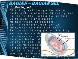Bagian – Bagian Sel

• 1. Dinding sel

Di n d i n g s e l h a n y a t e r d a p a t
p a d a s e l t u mb u h a n . D i n d i n g s e l
t e r d i r i d a r i p a d a s e l u l o s a
y a n g k u a t y a n g d a p a t
me mb e r i k a n s o k o n g a n ,
p e r l i n d u n g a n , d a n u n t u k
me n g e k a l k a n b e n t u k s e l .
Te r d a p a t l i a n g p a d a d i n d i n g
s e l u n t u k me mb e n a r k a n
p e r t u k a r a n b a h a n d i l u a r
d e n g a n b a h a n d i d a l a m s e l .
Di n d i n g s e l j u g a b e r f u n g s i
u n t u k me n y o k o n g t u mb u h a n y a n g
t i d a k b e r k a y u . Di n d i n g s e l
t e r d i r i d a r i Se l u l o s a
(s e b a g i a n b e s a r ),h e m i s e l u l o s a ,
p e k t i n , l i g n i n , k i t i n , g a r a m

 
