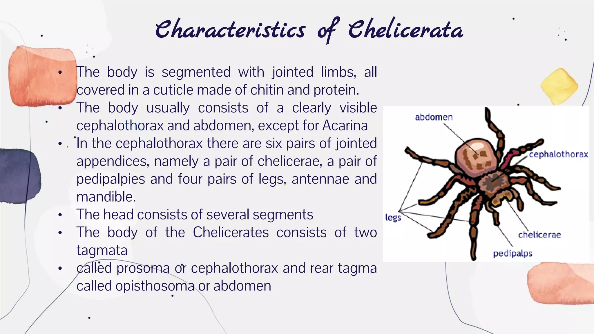 Characteristics of Chelicerata
• The body is segmented with jointed limbs, all
covered in a cuticle made of chitin and protein.
• The body usually consists of a clearly visible
cephalothorax and abdomen, except for Acarina
• In the cephalothorax there are six pairs of jointed
appendices, namely a pair of chelicerae, a pair of
pedipalpies and four pairs of legs, antennae and
mandible.
• The head consists of several segments
• The body of the Chelicerates consists of two
tagmata
• called prosoma or cephalothorax and rear tagma
called opisthosoma or abdomen
 