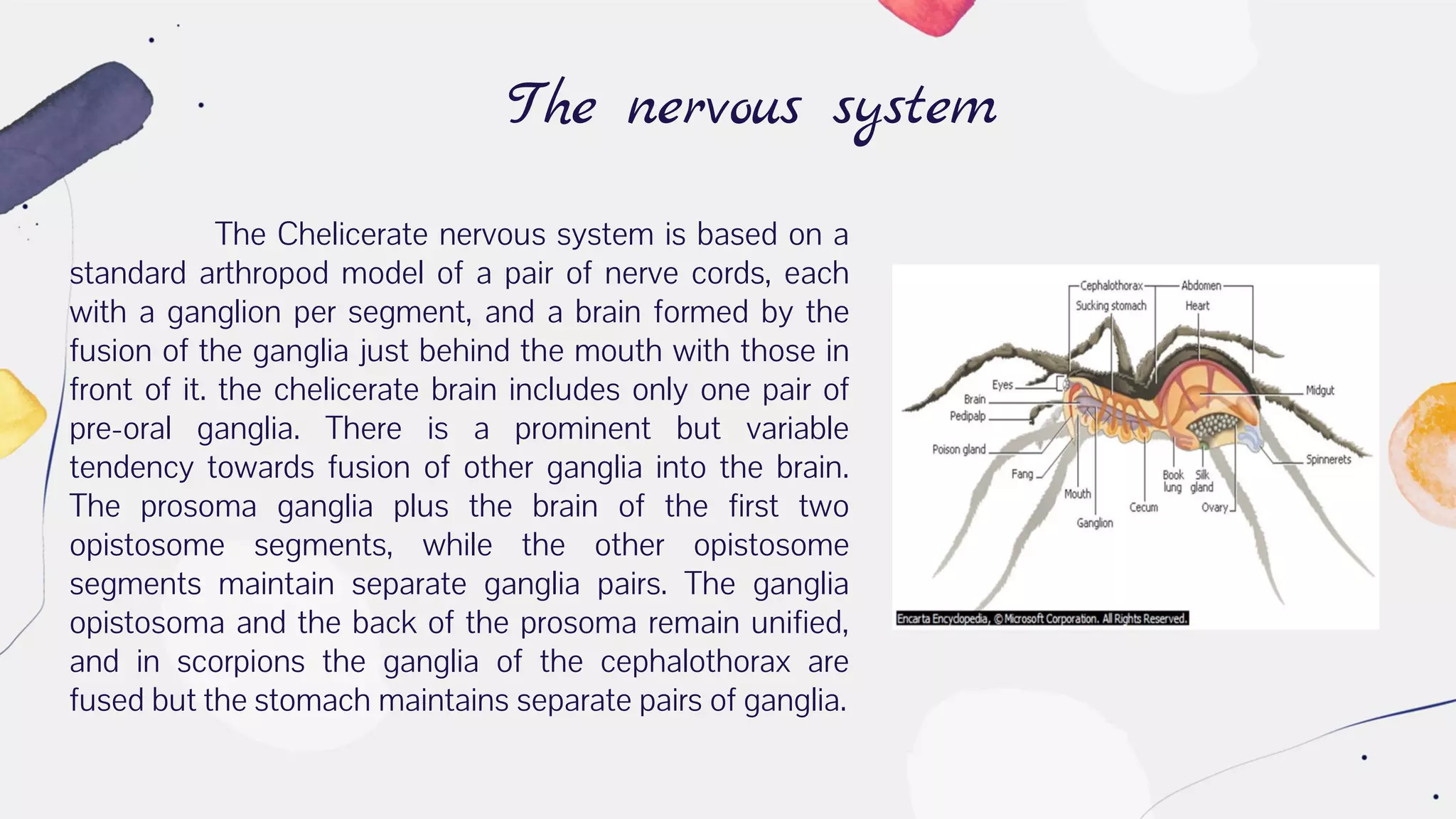 The nervous system
The Chelicerate nervous system is based on a
standard arthropod model of a pair of nerve cords, each
with a ganglion per segment, and a brain formed by the
fusion of the ganglia just behind the mouth with those in
front of it. the chelicerate brain includes only one pair of
pre-oral ganglia. There is a prominent but variable
tendency towards fusion of other ganglia into the brain.
The prosoma ganglia plus the brain of the first two
opistosome segments, while the other opistosome
segments maintain separate ganglia pairs. The ganglia
opistosoma and the back of the prosoma remain unified,
and in scorpions the ganglia of the cephalothorax are
fused but the stomach maintains separate pairs of ganglia.
 