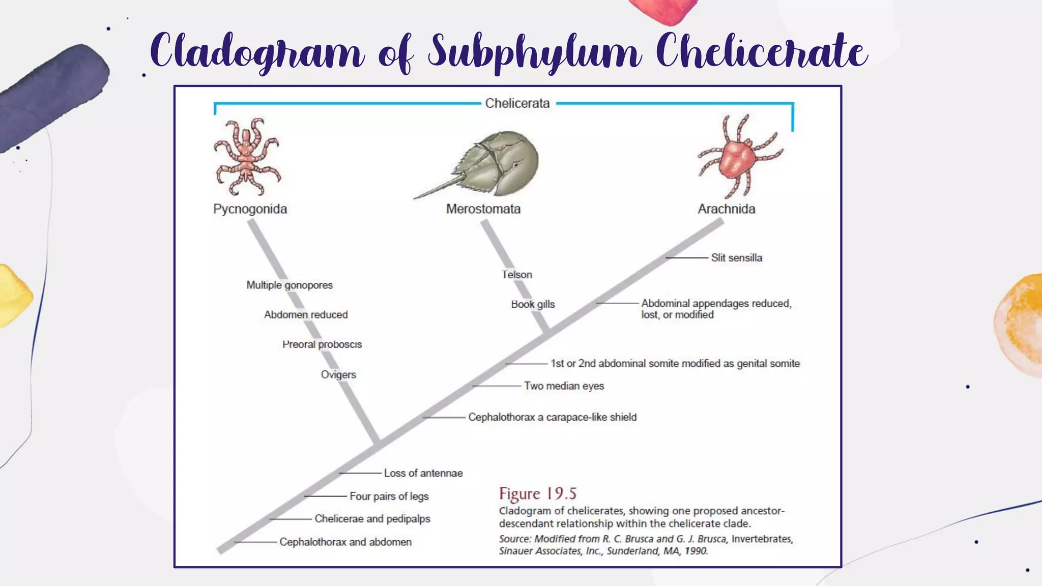 Cladogram of Subphylum Chelicerate
 