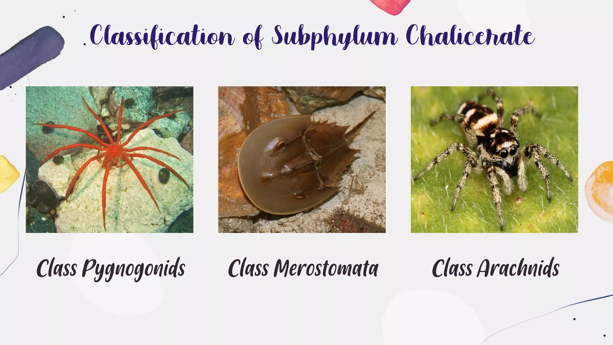 Classification of Subphylum Chalicerate
Class Pygnogonids Class Merostomata Class Arachnids
 