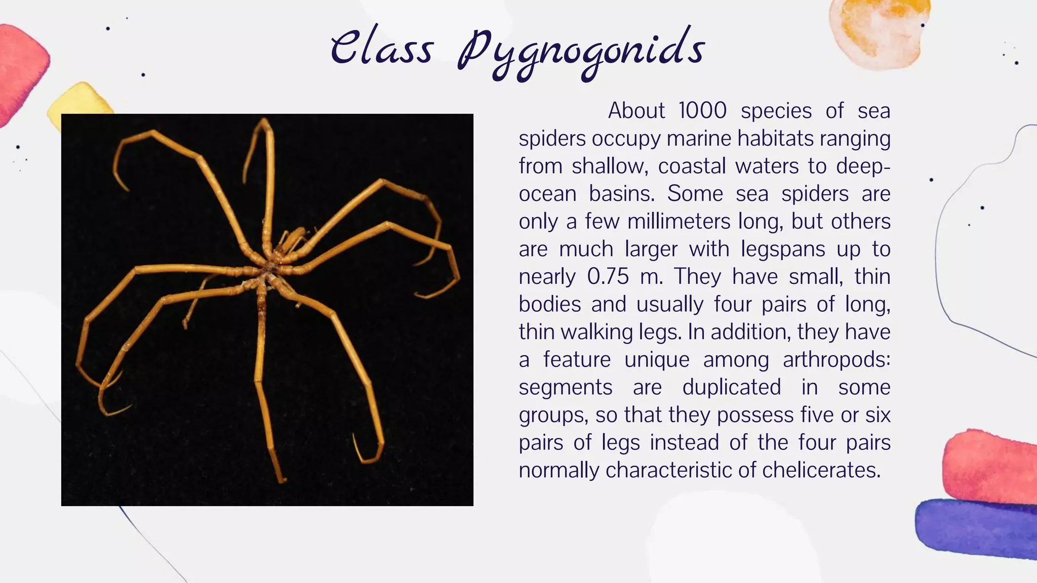 Class Pygnogonids
About 1000 species of sea
spiders occupy marine habitats ranging
from shallow, coastal waters to deep-
ocean basins. Some sea spiders are
only a few millimeters long, but others
are much larger with legspans up to
nearly 0.75 m. They have small, thin
bodies and usually four pairs of long,
thin walking legs. In addition, they have
a feature unique among arthropods:
segments are duplicated in some
groups, so that they possess five or six
pairs of legs instead of the four pairs
normally characteristic of chelicerates.
 