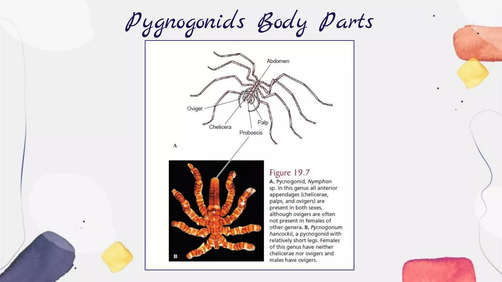 Pygnogonids Body Parts
 