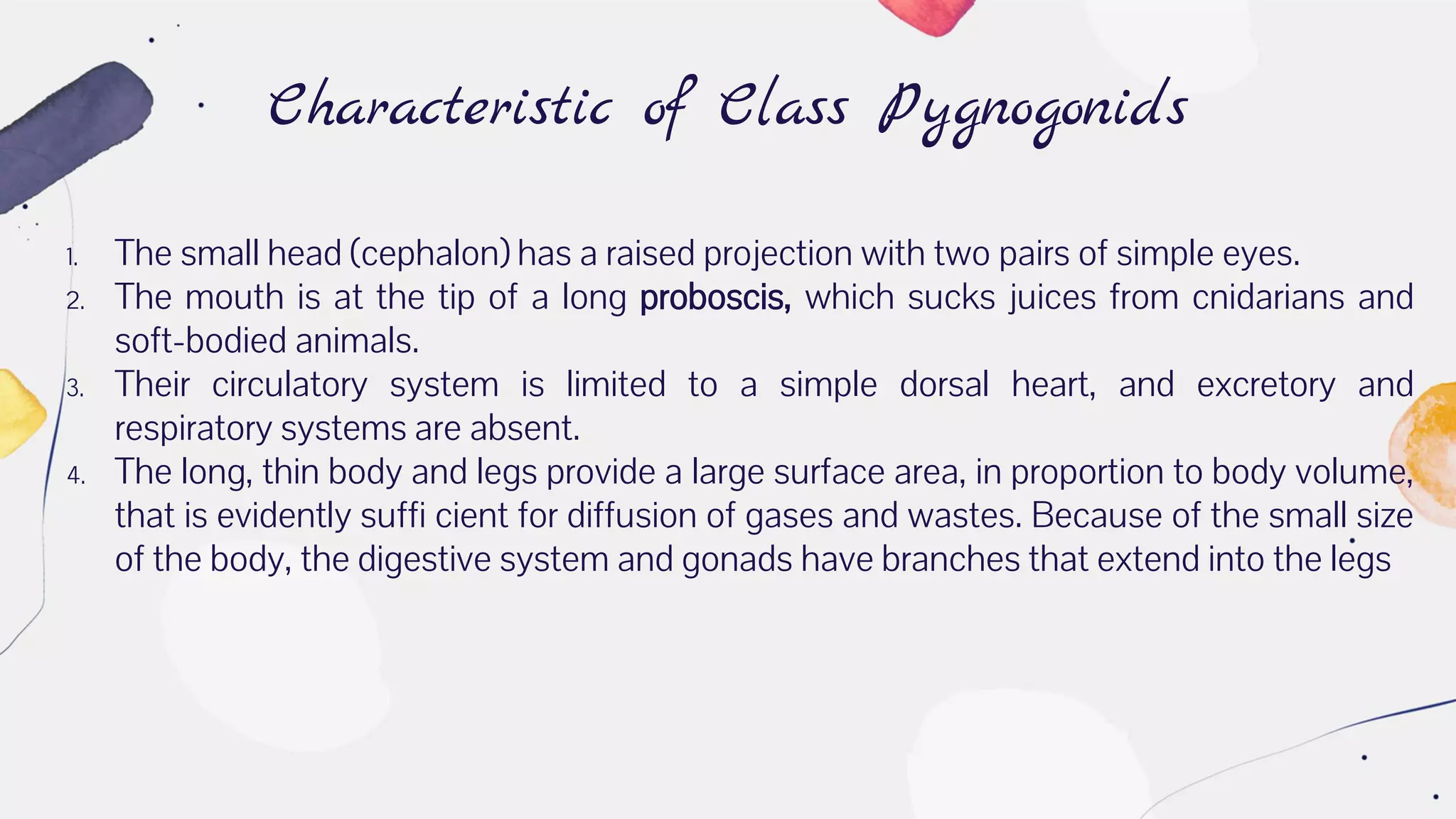 Characteristic of Class Pygnogonids
1. The small head (cephalon) has a raised projection with two pairs of simple eyes.
2. The mouth is at the tip of a long proboscis, which sucks juices from cnidarians and
soft-bodied animals.
3. Their circulatory system is limited to a simple dorsal heart, and excretory and
respiratory systems are absent.
4. The long, thin body and legs provide a large surface area, in proportion to body volume,
that is evidently suffi cient for diffusion of gases and wastes. Because of the small size
of the body, the digestive system and gonads have branches that extend into the legs
 