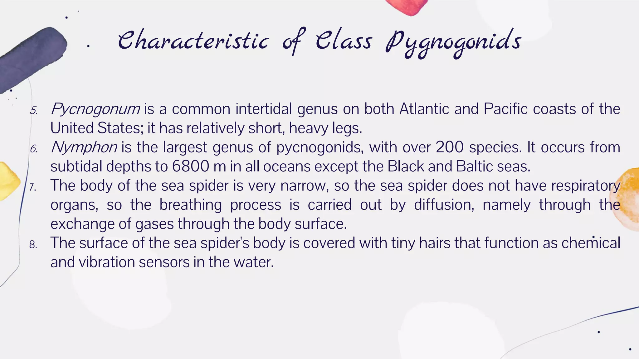 Characteristic of Class Pygnogonids
5. Pycnogonum is a common intertidal genus on both Atlantic and Pacific coasts of the
United States; it has relatively short, heavy legs.
6. Nymphon is the largest genus of pycnogonids, with over 200 species. It occurs from
subtidal depths to 6800 m in all oceans except the Black and Baltic seas.
7. The body of the sea spider is very narrow, so the sea spider does not have respiratory
organs, so the breathing process is carried out by diffusion, namely through the
exchange of gases through the body surface.
8. The surface of the sea spider's body is covered with tiny hairs that function as chemical
and vibration sensors in the water.
 