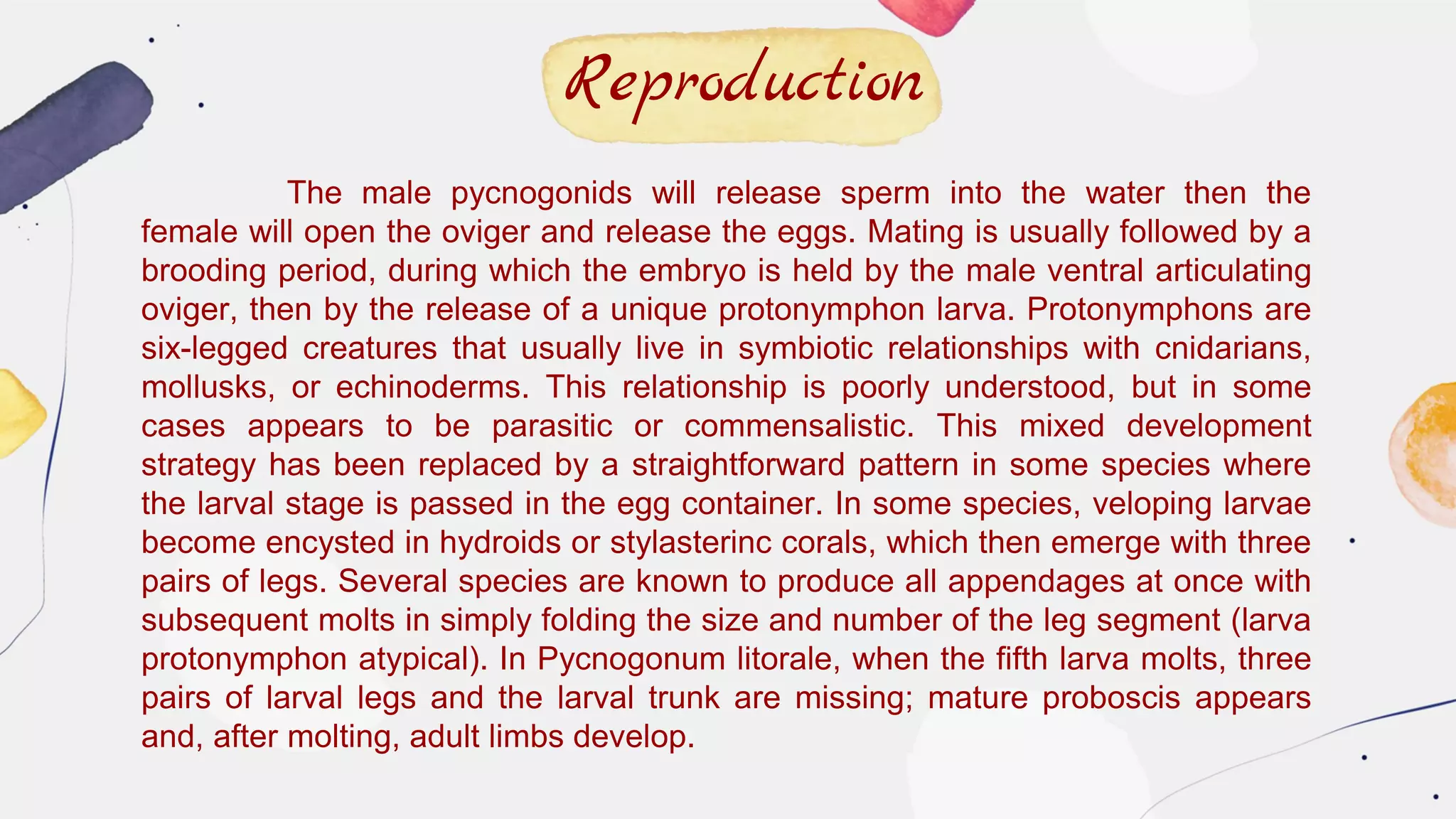 The male pycnogonids will release sperm into the water then the
female will open the oviger and release the eggs. Mating is usually followed by a
brooding period, during which the embryo is held by the male ventral articulating
oviger, then by the release of a unique protonymphon larva. Protonymphons are
six-legged creatures that usually live in symbiotic relationships with cnidarians,
mollusks, or echinoderms. This relationship is poorly understood, but in some
cases appears to be parasitic or commensalistic. This mixed development
strategy has been replaced by a straightforward pattern in some species where
the larval stage is passed in the egg container. In some species, veloping larvae
become encysted in hydroids or stylasterinc corals, which then emerge with three
pairs of legs. Several species are known to produce all appendages at once with
subsequent molts in simply folding the size and number of the leg segment (larva
protonymphon atypical). In Pycnogonum litorale, when the fifth larva molts, three
pairs of larval legs and the larval trunk are missing; mature proboscis appears
and, after molting, adult limbs develop.
Reproduction
 