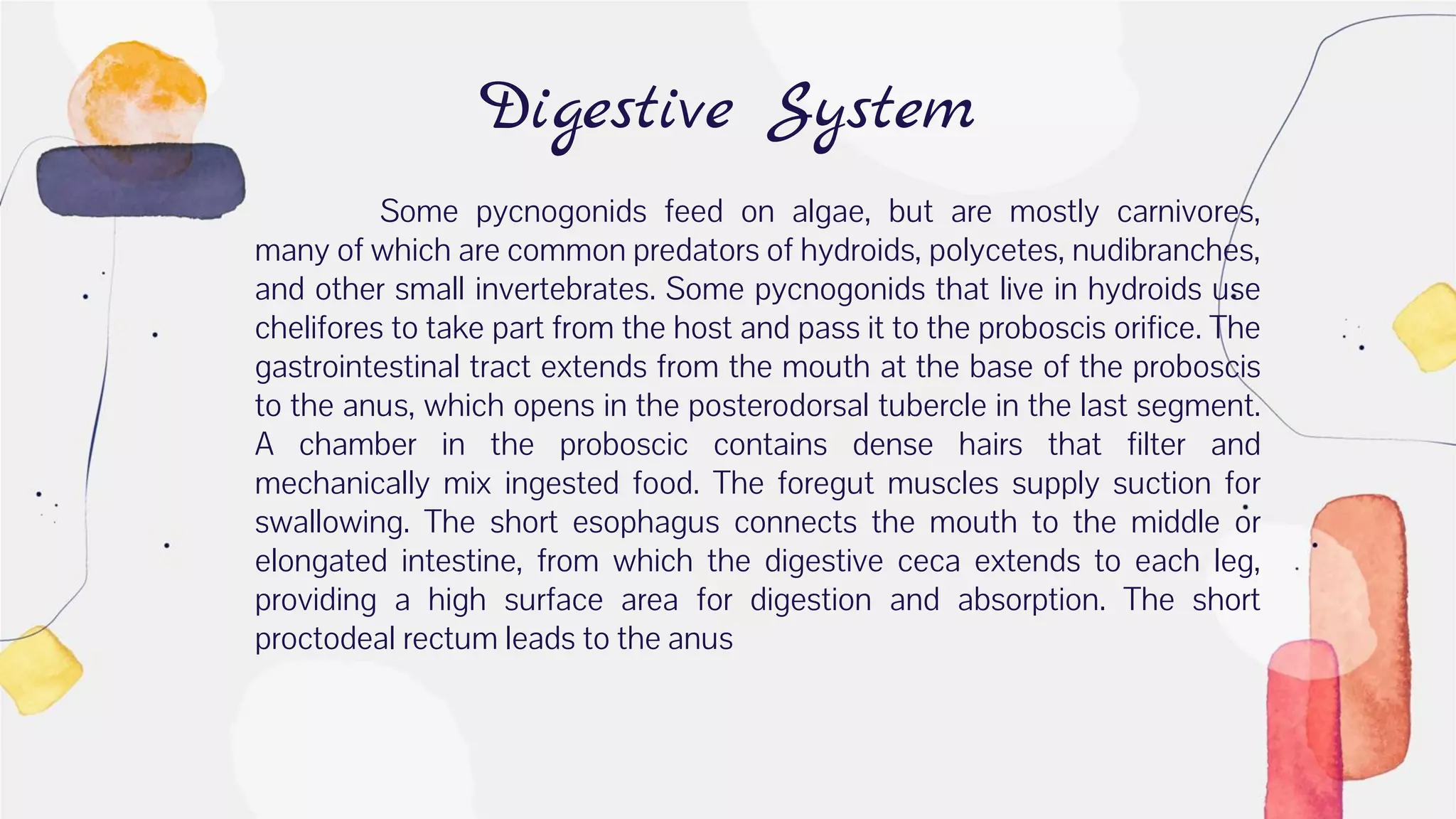 Digestive System
Some pycnogonids feed on algae, but are mostly carnivores,
many of which are common predators of hydroids, polycetes, nudibranches,
and other small invertebrates. Some pycnogonids that live in hydroids use
chelifores to take part from the host and pass it to the proboscis orifice. The
gastrointestinal tract extends from the mouth at the base of the proboscis
to the anus, which opens in the posterodorsal tubercle in the last segment.
A chamber in the proboscic contains dense hairs that filter and
mechanically mix ingested food. The foregut muscles supply suction for
swallowing. The short esophagus connects the mouth to the middle or
elongated intestine, from which the digestive ceca extends to each leg,
providing a high surface area for digestion and absorption. The short
proctodeal rectum leads to the anus
 