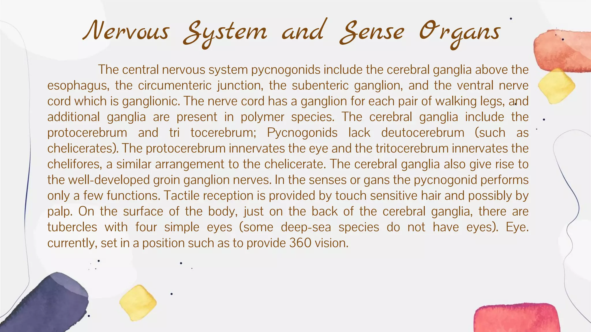 Nervous System and Sense Organs
The central nervous system pycnogonids include the cerebral ganglia above the
esophagus, the circumenteric junction, the subenteric ganglion, and the ventral nerve
cord which is ganglionic. The nerve cord has a ganglion for each pair of walking legs, and
additional ganglia are present in polymer species. The cerebral ganglia include the
protocerebrum and tri tocerebrum; Pycnogonids lack deutocerebrum (such as
chelicerates). The protocerebrum innervates the eye and the tritocerebrum innervates the
chelifores, a similar arrangement to the chelicerate. The cerebral ganglia also give rise to
the well-developed groin ganglion nerves. In the senses or gans the pycnogonid performs
only a few functions. Tactile reception is provided by touch sensitive hair and possibly by
palp. On the surface of the body, just on the back of the cerebral ganglia, there are
tubercles with four simple eyes (some deep-sea species do not have eyes). Eye.
currently, set in a position such as to provide 360 vision.
 