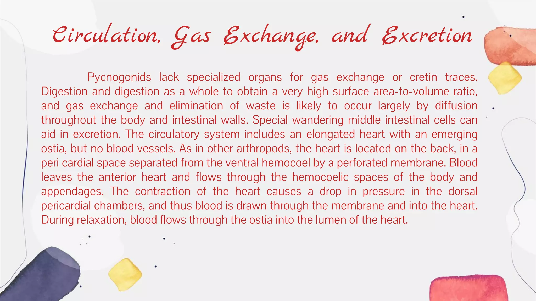 Circulation, Gas Exchange, and Excretion
Pycnogonids lack specialized organs for gas exchange or cretin traces.
Digestion and digestion as a whole to obtain a very high surface area-to-volume ratio,
and gas exchange and elimination of waste is likely to occur largely by diffusion
throughout the body and intestinal walls. Special wandering middle intestinal cells can
aid in excretion. The circulatory system includes an elongated heart with an emerging
ostia, but no blood vessels. As in other arthropods, the heart is located on the back, in a
peri cardial space separated from the ventral hemocoel by a perforated membrane. Blood
leaves the anterior heart and flows through the hemocoelic spaces of the body and
appendages. The contraction of the heart causes a drop in pressure in the dorsal
pericardial chambers, and thus blood is drawn through the membrane and into the heart.
During relaxation, blood flows through the ostia into the lumen of the heart.
 